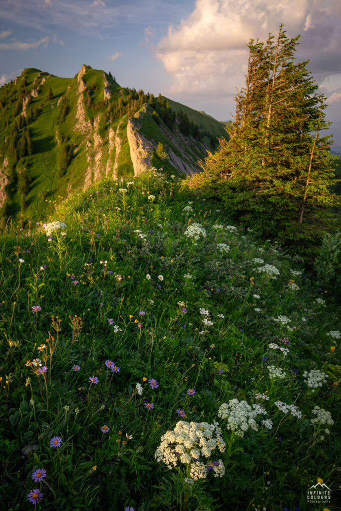 Buralpkopf_Nagelfluhkette_Sonnenuntergang_Wanderung_Landschaftsfotografie_Rindalphorn_Hochgrat_Oberallgäu_Fotografie